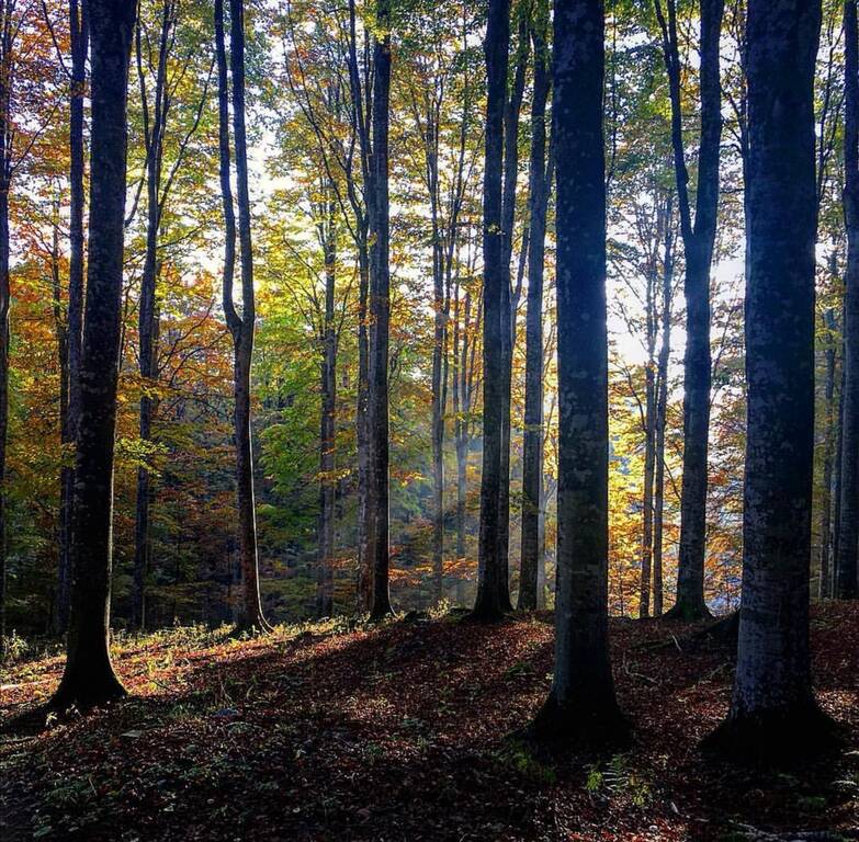 Foliage Cansiglio